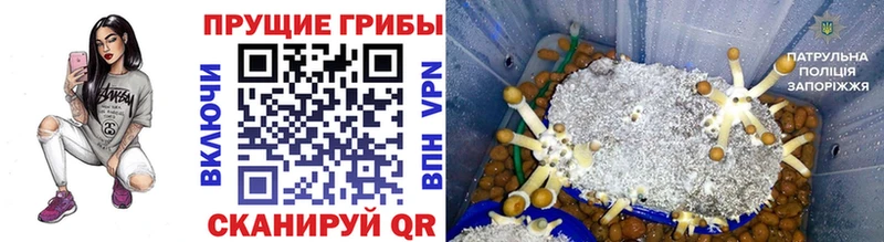 Галлюциногенные грибы мицелий hydra ONION Нестеровская